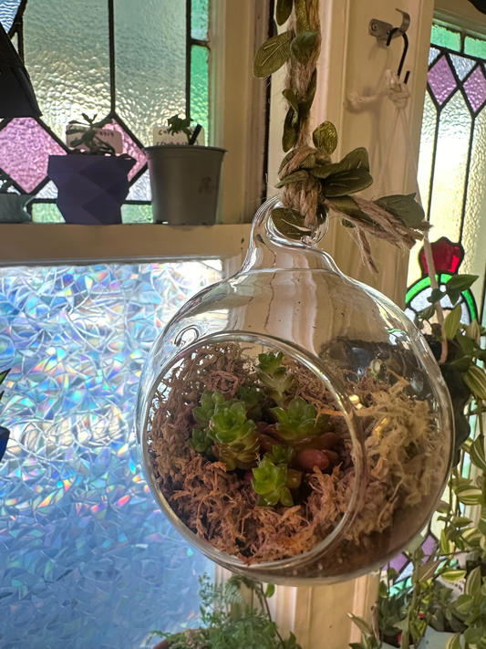 Hanging Succulent Globe