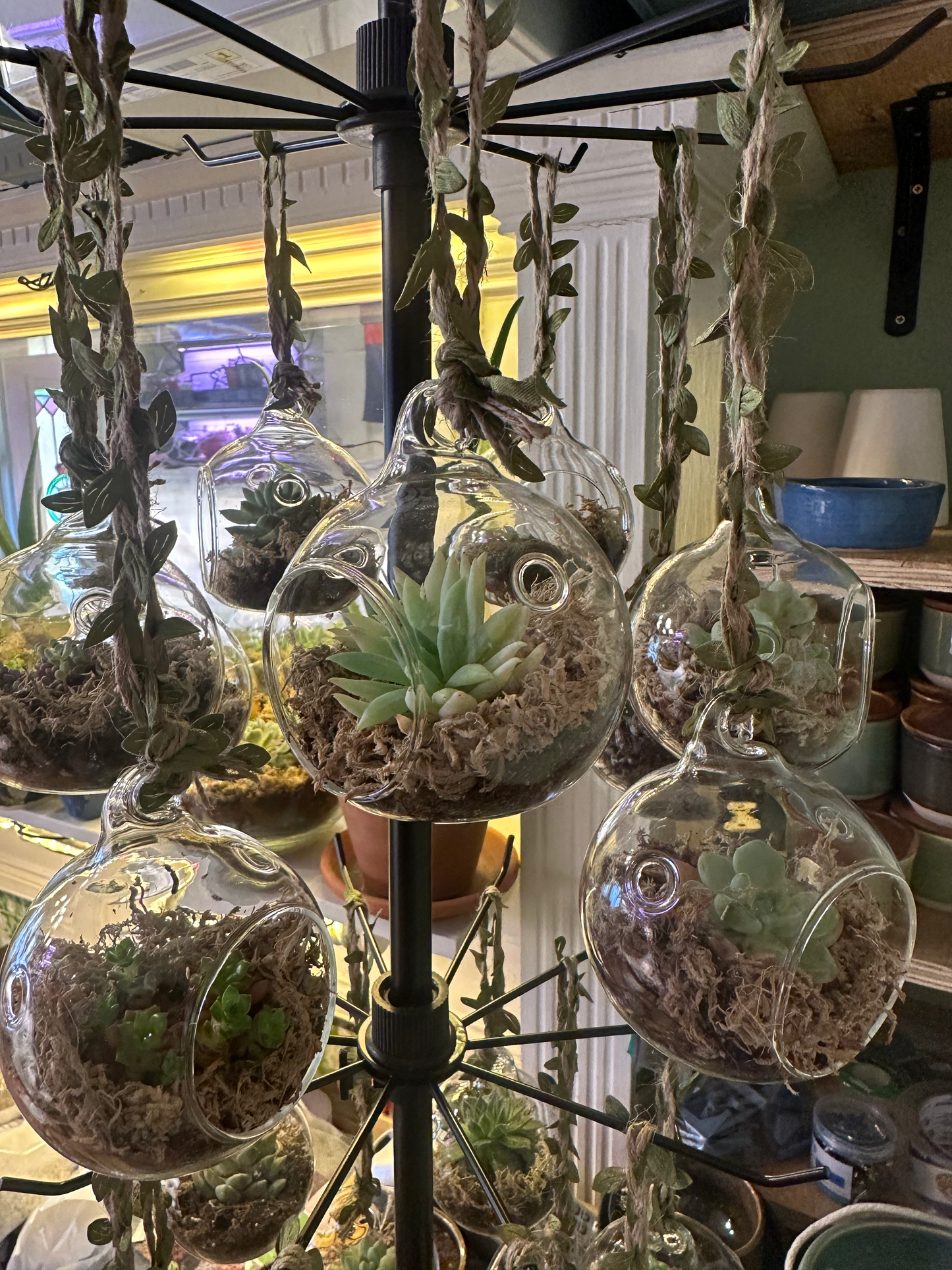 Hanging Succulent Globe